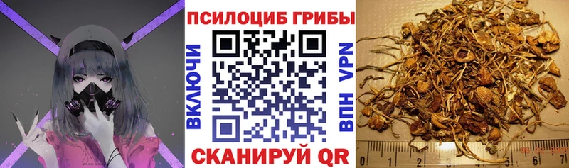 OMG маркетплейс  Новоузенск  Галлюциногенные грибы Psilocybine cubensis  где купить наркотик 